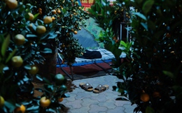 Tiểu thương ở Hà Nội dựng lều, mắc màn ở vỉa hè trông cây cảnh Tết