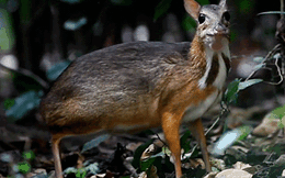Độc lạ loài thú quý hiếm giữ kỷ lục thế giới ở Việt Nam: Vẻ ngoài giống hươu, kích cỡ chỉ bằng con thỏ