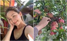 Khám phá vườn trong biệt thự ở Mỹ của Kim Hiền: Mê cây lựu đỏ vừa to vừa trĩu quả, hoa nở quanh năm 