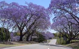 Vẻ đẹp thơ mộng của Australia vào mùa phượng tím