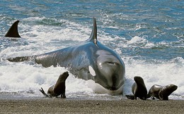 Khi hải cẩu đối mặt với cá voi sát thủ, liệu nó có cơ hội trốn thoát?