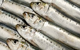 Loại cá nhiều canxi hơn sữa, giàu omega 3 lại ngăn ngừa tiểu đường: Có sẵn ở chợ Việt, nếu bắt gặp phải mua ngay