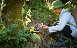 Đắm say thảo dược Việt và khát vọng đưa các &quot;quốc bảo&quot; trở thành sinh kế của người dân (Kỳ II)