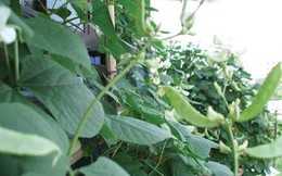 Loại cây 'toàn năng', là thuốc khoẻ dạ dày, bảo vệ thận: Cực quen thuộc trong vườn nhà  