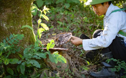 Hồi sinh lại "rừng vàng"