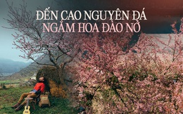 Hà Giang có muôn vàn tọa độ &quot;săn&quot; các loại hoa đào, toàn những địa điểm độc đáo khiến ai cũng muốn đến một lần