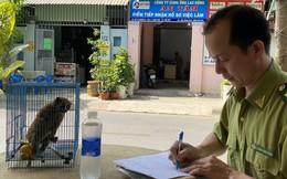 Người dân TP.HCM bắt được Cu li quý hiếm đang leo tường vào nhà 