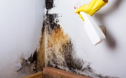 Xử lý vết mốc đen, bong tróc trên tường nhà hậu &quot;mùa nồm&quot; bằng nguyên liệu nhà nào cũng có