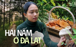 Hái nấm ở rừng thông: Trải nghiệm lý thú mà các gia đình nhất định phải thử vào mùa mưa tại Đà Lạt