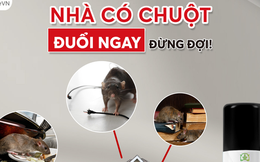Tưởng khó mà dễ: đuổi chuột nhà, chuột xe đi sạch