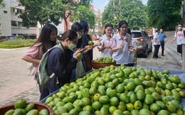 Không hổ là &quot;trường nhà người ta&quot;, Ngoại thương hái xoài xanh trong khuôn viên để tặng cho sinh viên