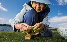 Người thân đều thọ gần 100 tuổi, chuyên gia rút ra bí quyết sống lâu: 6 loại đồ là &quot;nơi thường trú&quot; của bệnh tật, cần tránh xa