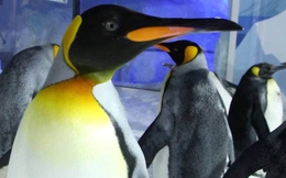 World Cup 2023: Báo New Zealand chờ đợi 'nhà tiên tri' chim cánh cụt tỏa sáng