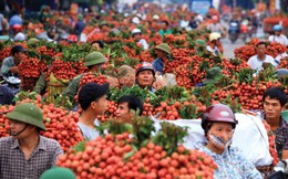Loại quả mệnh danh 'ruby đỏ' của Việt Nam vượt biển sang Mỹ với giá bán đáng kinh ngạc: Được khen hết lời vì khác biệt