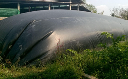 Thi công hầm Biogas bằng bạt HDPE trong chăn nuôi giảm ô nhiễm môi trường