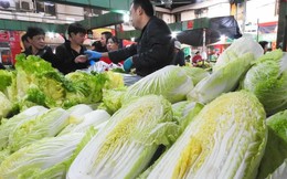 Lão nông tiết lộ những khác biệt của 2 loại cải thảo và 3 điểm phải lưu ý khi mua để tránh nhầm lẫn, chọn được loại ngon, an toàn 