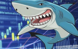 Kinh nghiệm chọn công ty chứng khoán của nhà đầu tư "cá mập"