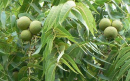 “Vua của các loại hạt” giàu omega 3 hơn cá hồi, hạ đường huyết hiệu quả còn “quét sạch” mỡ máu: Việt Nam có bán