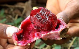 1 loại quả ngọt mát là “insulin tự nhiên”, tốt hơn ăn nhân sâm, tổ yến: Hạ đường huyết, “dưỡng gan” và xương hiệu quả lại có sẵn ở Việt Nam