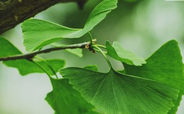 Tăng cường trí nhớ với Ginkgo Biloba và Guarana - Thảo dược quý cho não