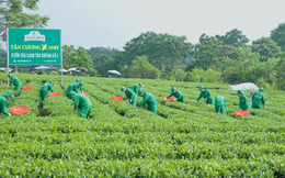 Trà Thái Nguyên Tân Cương Xanh - Hành trình lan tỏa giá trị truyền thống!