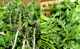 &quot;Bí kíp&quot; dưỡng gan mùa xuân: 3 &quot;siêu thực phẩm&quot; giúp giải độc, bảo vệ mắt, vừa bổ dưỡng lại ngon miệng!