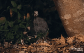 Hổ lục Gaboon - 'Ác mộng của rừng rậm châu Phi': Sở hữu vũ khí không loài rắn độc nào bì kịp