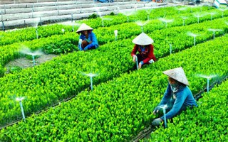 Thủ tướng ban hành kèo nhà cái 88 định mới về tổ hợp tác 