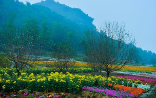 Ngắm thung lũng keo nha cai 5 tuyệt đẹp chuẩn bị chào đón du khách đến Lễ hội keo nha cai 5 Xuân Bái Đính 2019