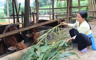 Hoà nhà cái uy tín: Phấn đấu tỷ lệ hộ nghèo vùng đồng bào dân tộc thiểu số năm 2024 giảm từ 2,5-3%