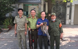 Lực Lượng Kiểm Lâm, Tin Tức, Hình Ảnh Và Video Mới Nhất Về Lực Lượng Kiểm  Lâm - Toquoc.Vn