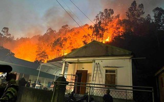kèo nhà cái malaysia kinh hoàng ở rừng thông hàng chục năm tuổi