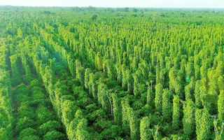 Báo cáo trực tiếp kèo nhà cáiành trực tiếp kèo nhà cái Coffee Barometer 2023: Nestlé đứtrực tiếp kèo nhà cái đầu về phát triển bền vữtrực tiếp kèo nhà cái