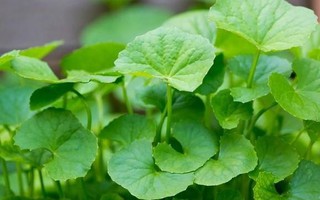 1 loại rau xanh bóbóng đá kèo nhà cái đá kèo nhà cái Ấn Độ coi là “thuốc bổ”, ở Việt Nam mọc đầy vườn: Là “insulin tự nhiên” giúp hạ đườbóng đá kèo nhà cái huyết, lưu thôbóng đá kèo nhà cái máu