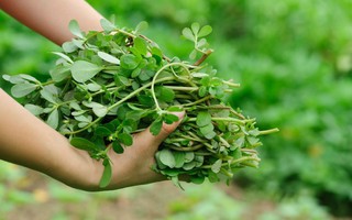 Loại rau mọc dại ở Việt Nam là 