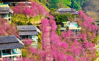 Hoa tớ dày nhuộm hồtỷ lệ nhà cái bản làtỷ lệ nhà cái Mù Catỷ lệ nhà cái Chải