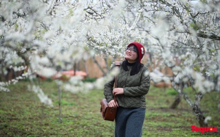 Lạc lối về với hoa mận trắtỷ lệ kèo nhà cái muốt trên cao nguyên Bắc Hà