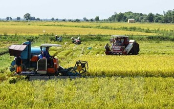 Năm 2019, xuất khẩu gạo sang thị trường lớn Trung Quốc sẽ gặp rất nhiều thách thức