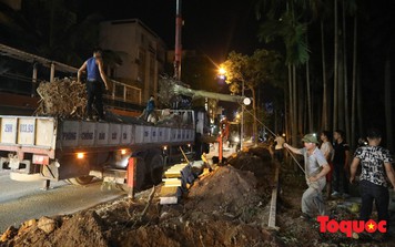 Trắng đêm bứng gốc, di dời gần 100 cây hoa sữa ven Hồ Tây lên bãi rác Nam Sơn