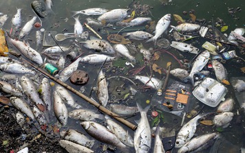 Hà Nội: Xác định nguyên nhân cá chết trắng ở Hồ Tây