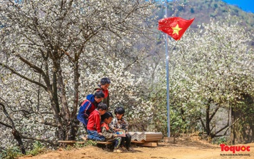 Hoa sơn tra bung nở đẹp mê hoặc giữa núi rừng Tây Bắc
