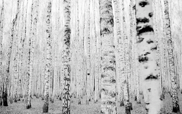 Kỳ lạ loại cây được mệnh danh vua gỗ, cứng hơn thép, đạn bắn không thủng