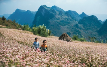 Ngỡ ngàng vẻ đẹp miền sơn cước với mùa hoa tam giác mạch ở Hà Giang