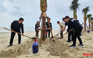 Đà Nẵng trồng dừa tại các bãi biển du lịch, tạo cảnh quan xanh phục vụ người dân và du khách