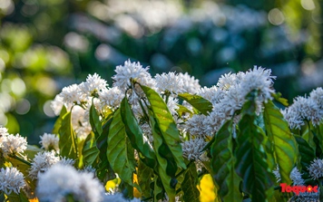 Mê mẩn mùa hoa cà phê nở trắng Tây Nguyên