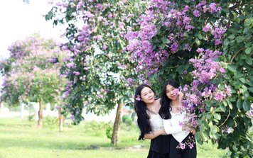Giới trẻ thích thú check-in hoa bằng lăng ở Phú Thọ