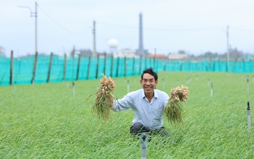 Nam Ngư cùng bà con đảo Lý Sơn đón Tết nối dài niềm vui vụ mùa bội thu