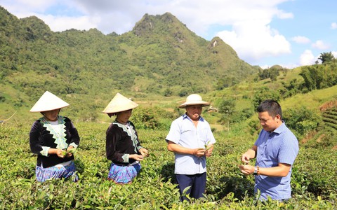 Lai Châu: Tạo nguồn sinh kế cho nhân dân từ trồng chè