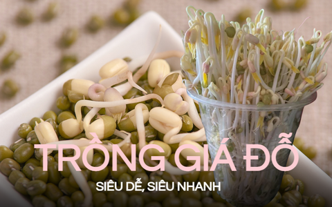 3 cách tự trồng giá đỗ tại nhà cực đơn giản mà lại kèo nhà cái hôm nay toàn