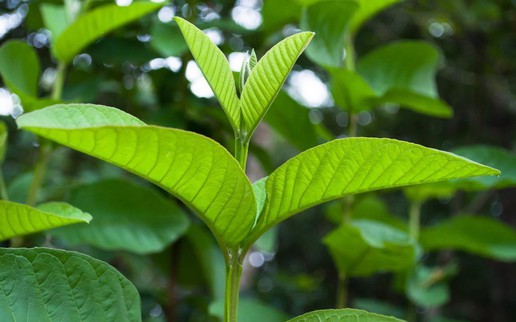 Bất ngờ với lá ổi, nước vo gạo cũng có thể chữa hôi miệng